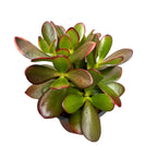 Crassula Ovata ‘Sunset’ (copacul cu bani, arborele de jad)