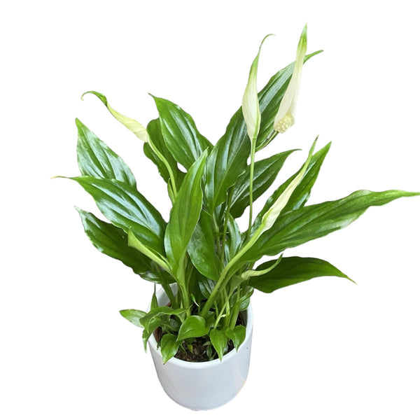 Peace lily - Spathiphyllum D9