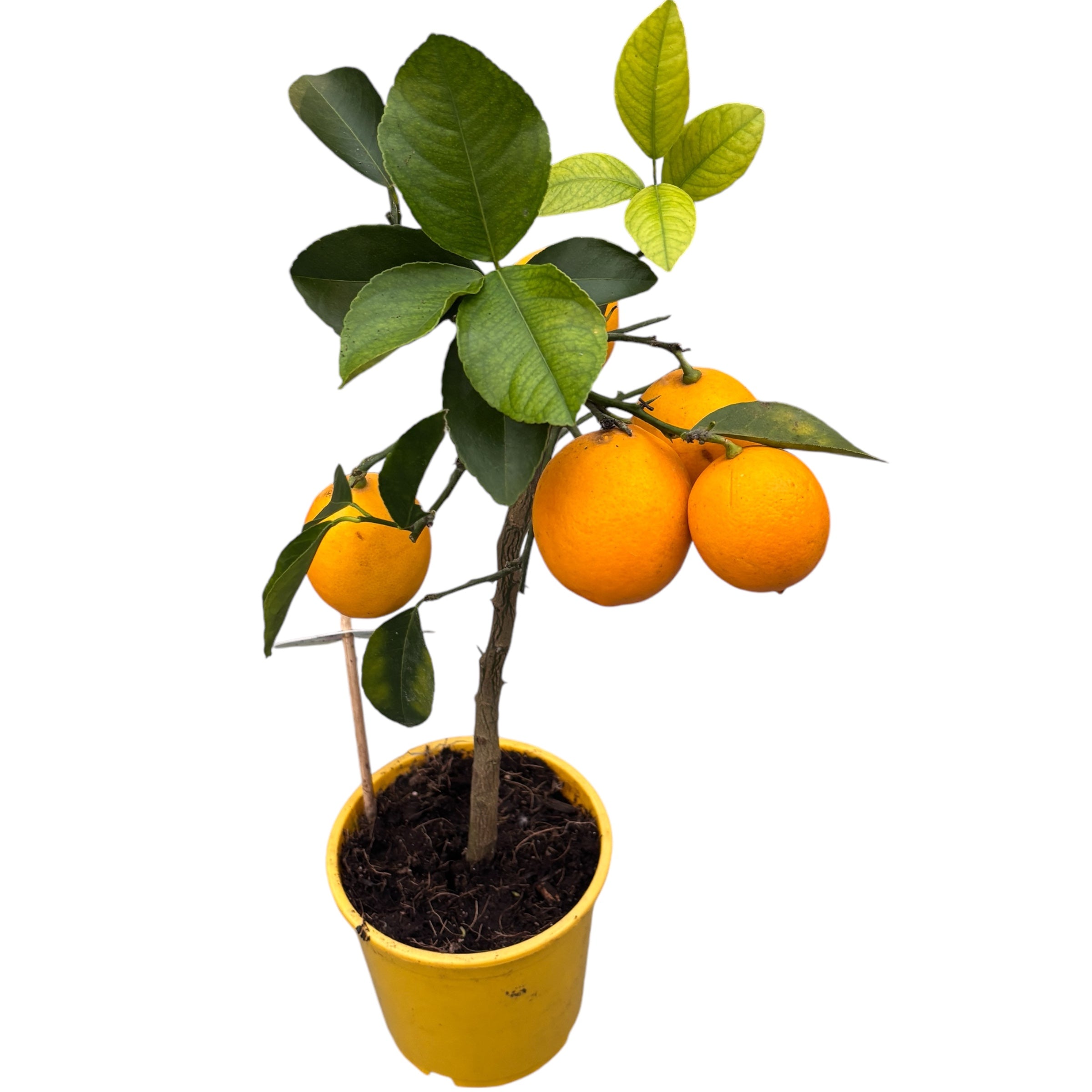 Lamai pe picior Citrus lemon 'Meyer' (Lisa) -  fructificari abundente, fructe suculente