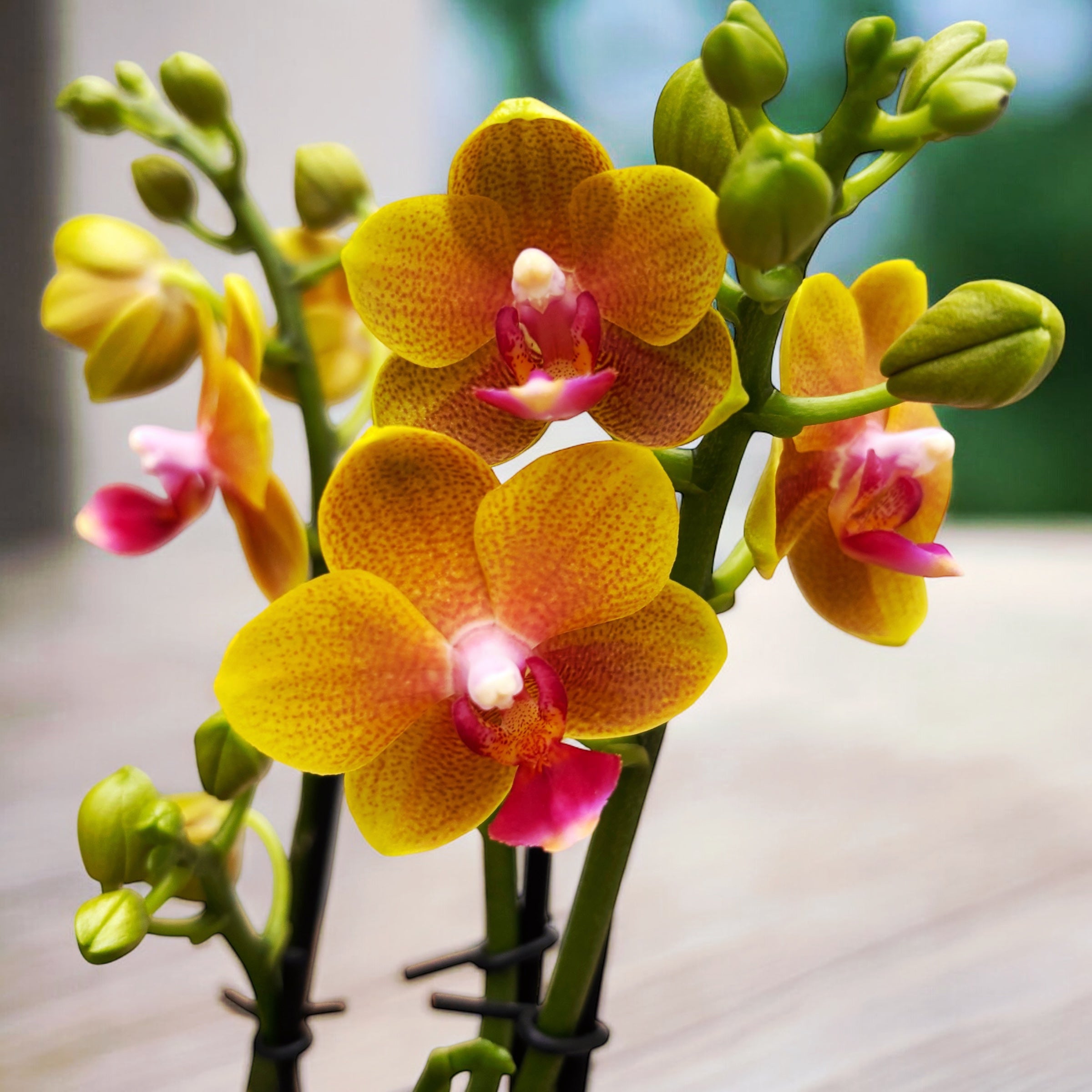 Phalaenopsis Reyoung Romance (Lioulin Orange) - flori parfumate
