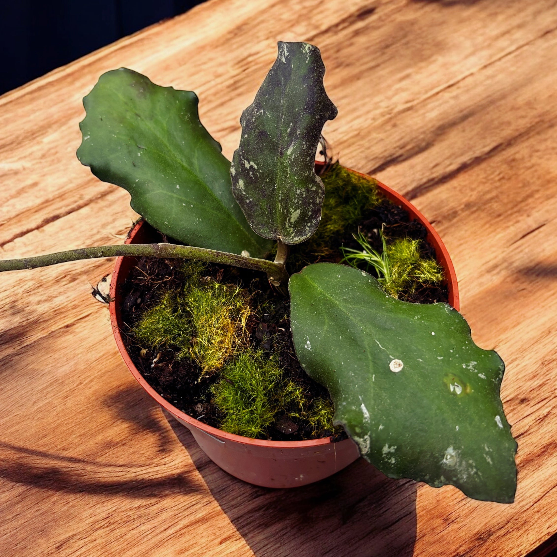 Hoya waymaniae * flori parfumate