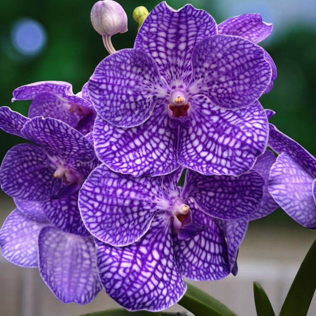 Vanda Kanchana Indigo (Ansu)