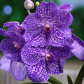 Vanda Kanchana Indigo (Ansu)