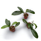 Hoya pubicalyx 'Red Dragon'