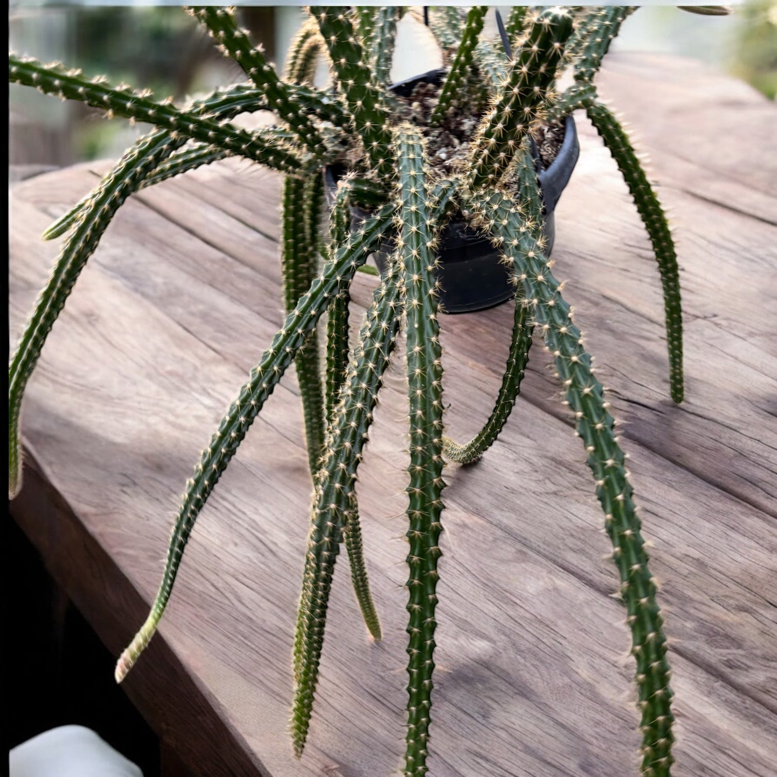 Disocactus × mallisonii (Rat's Tail Cactus) -  cactus cu tulpini curgatoare si inflorire spectaculoasa