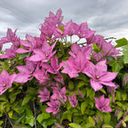 Clematis 'Hagley Hybrid' - Clematis mit XL-Blüten (Späte Großblumige Gruppe)