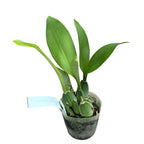 Rossioglossum Rawdon Jester 'Great Bee'