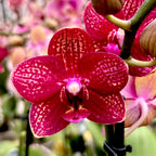 Phalaenopsis Reyoung Miley - duftende Blumen