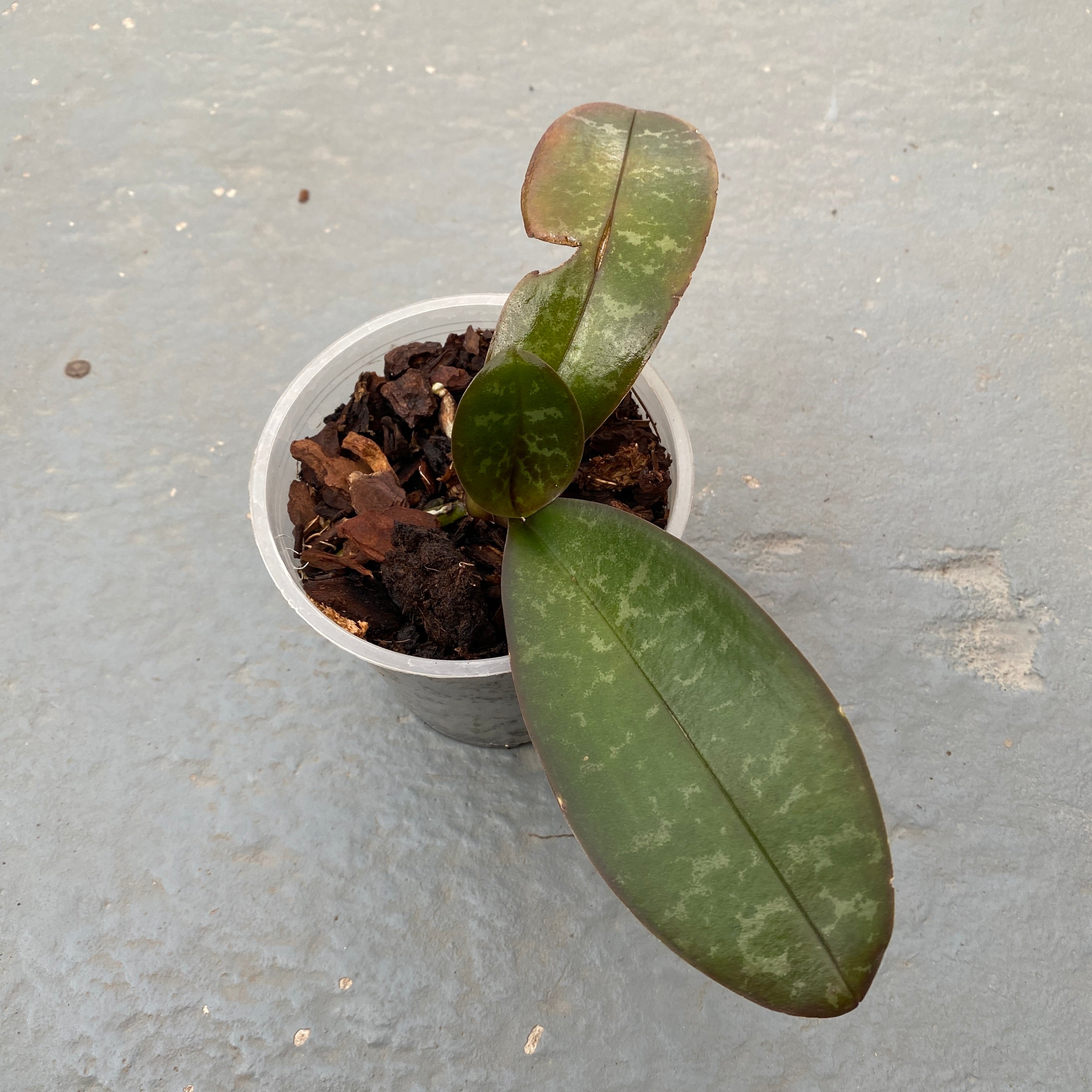 Phalaenopsis stuartiana