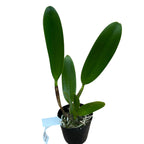 Rlc. Toshie Aoki 'Starburst' mirisna