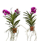 Vanda TAYANEE Cerise (Ansu)