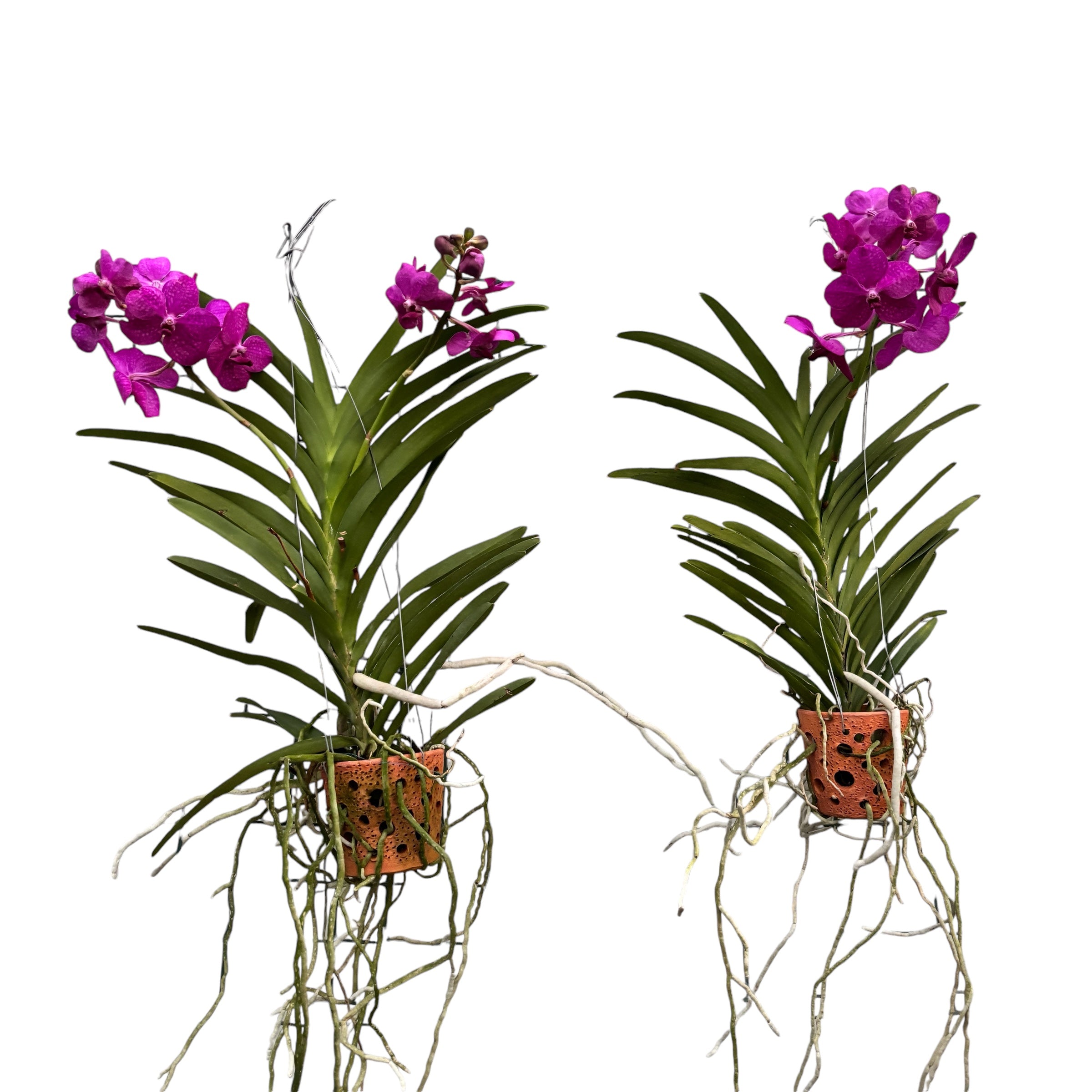 Vanda TAYANEE Cerise (Ansu)