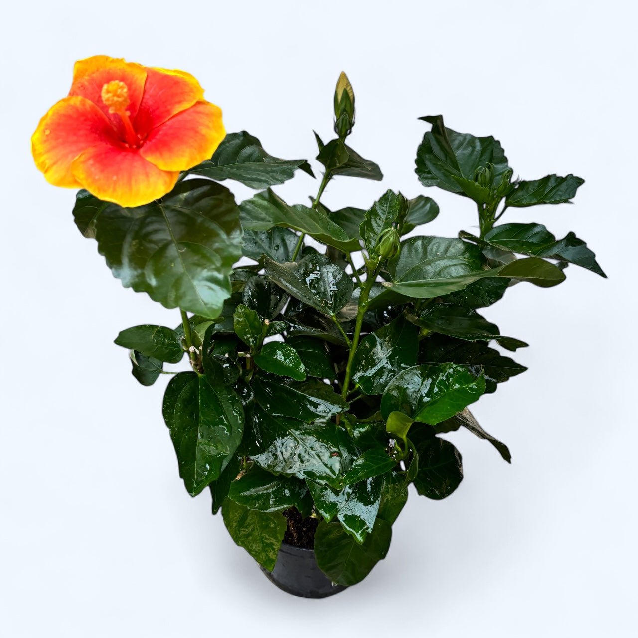 Hibiszkusz Hawaii 'Long Life' Pacific Fire - XL virágok 2db-os csomag