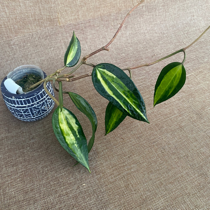 Hoya macrophylla 'Pot of Gold' (Variegata)