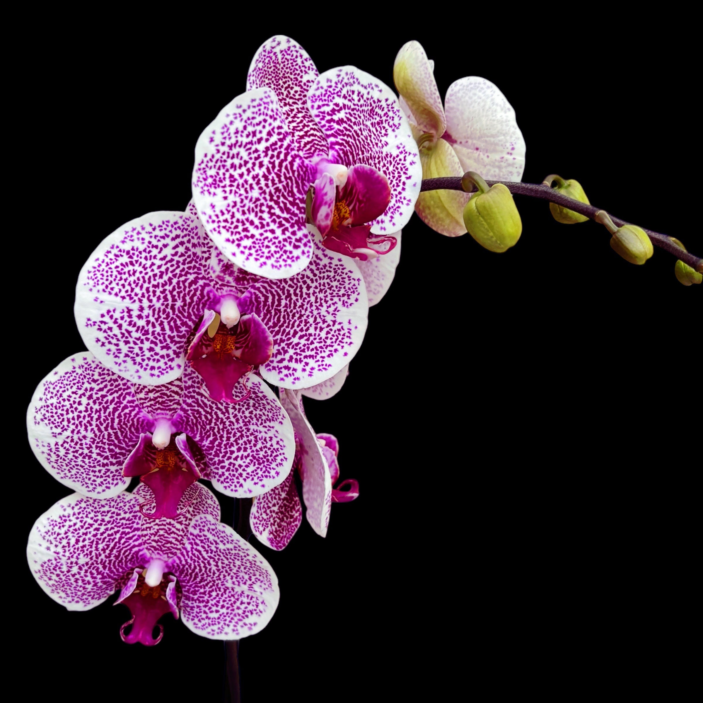 Phalaenopsis Golden Poeker Leopard (Pandorra)