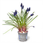 Muscari armeniacum 'Night Eyes' (Grape Hyacinth)