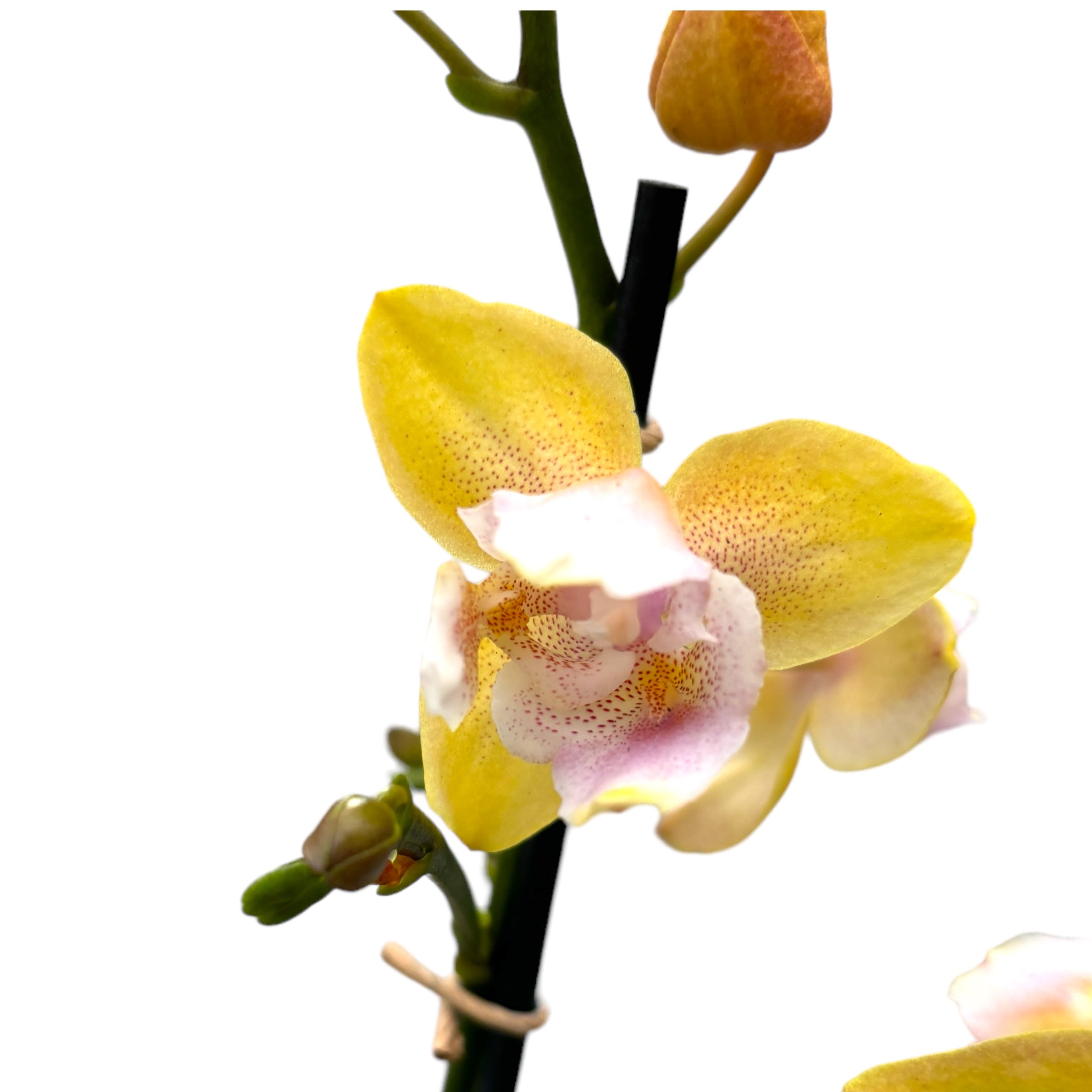 Phalaenopsis Bronze Buddha 'Lemon' (Bolgheri Lemon) fiori profumati e pelorici 3lips