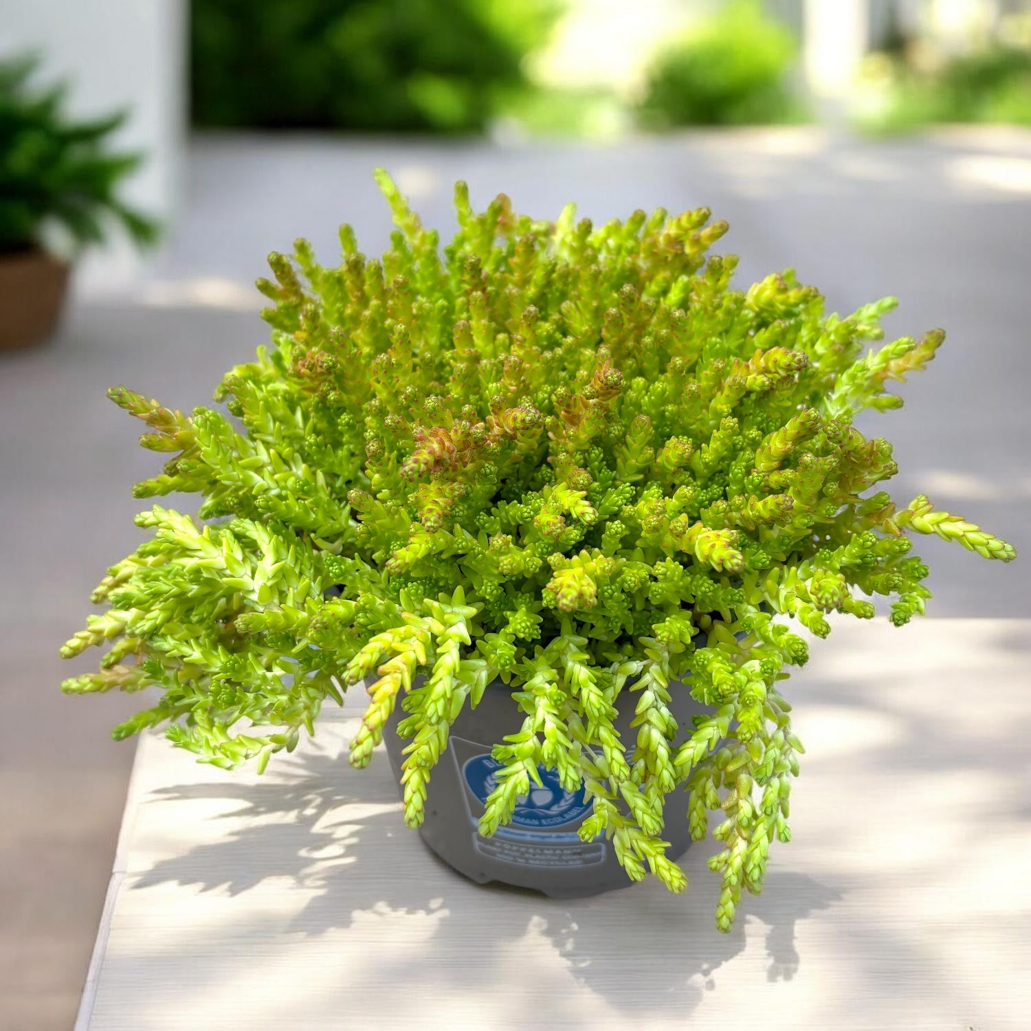 Sedum acre (iarba grasa aurie) - suculenta perena