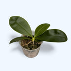 Phalaenopsis modesta *fragrant