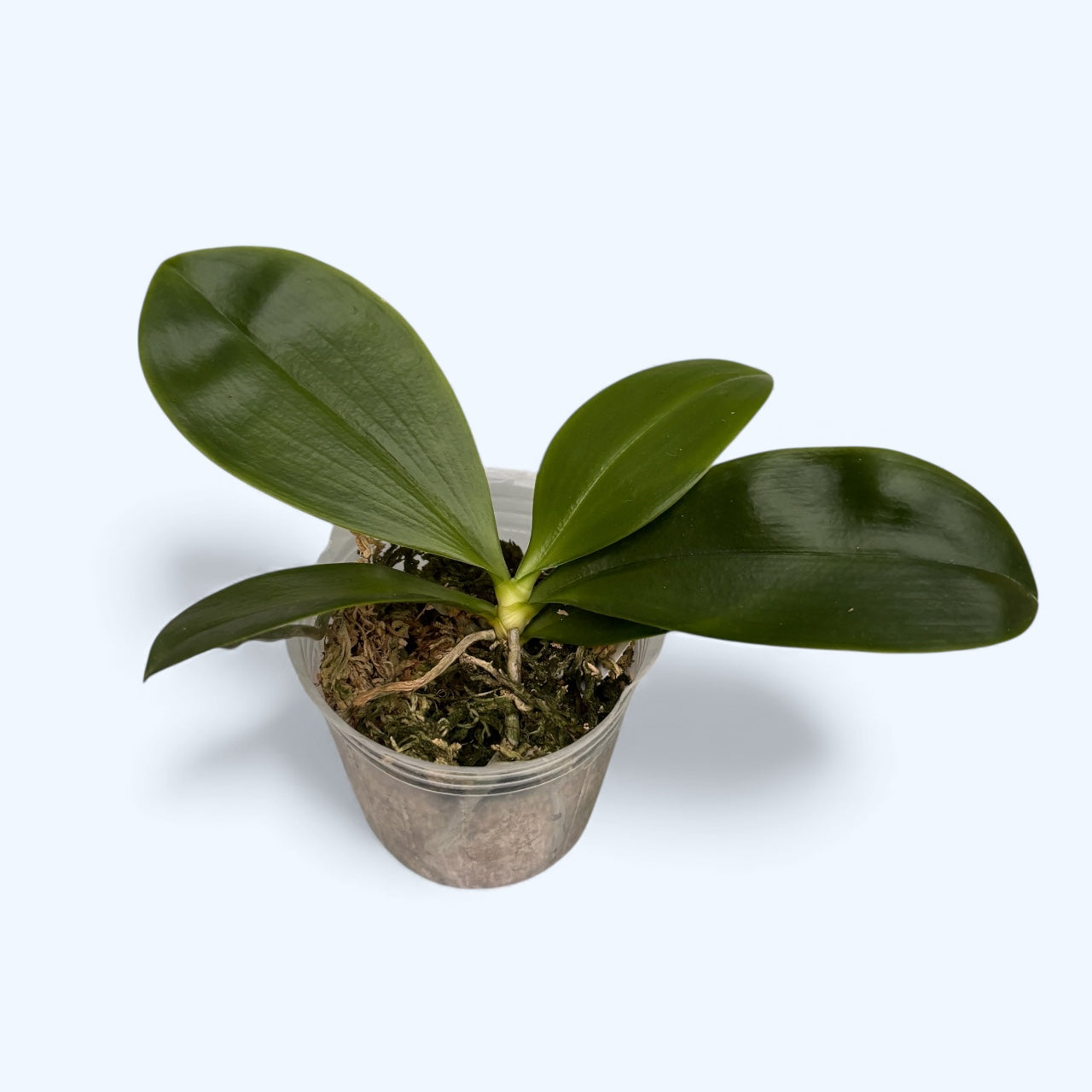 Phalaenopsis modesta *fragrant