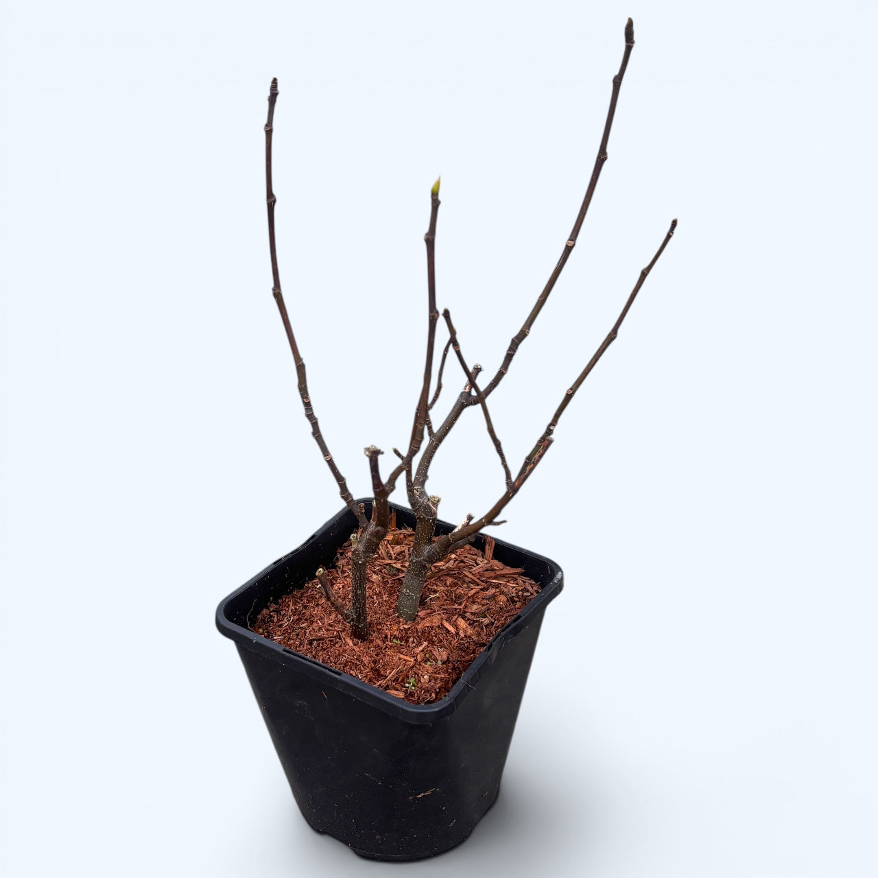 Smochin - Ficus carica 'Brown Turkey' - haarautuvat kasvit