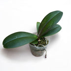 Phalaenopsis Brother Love Ai