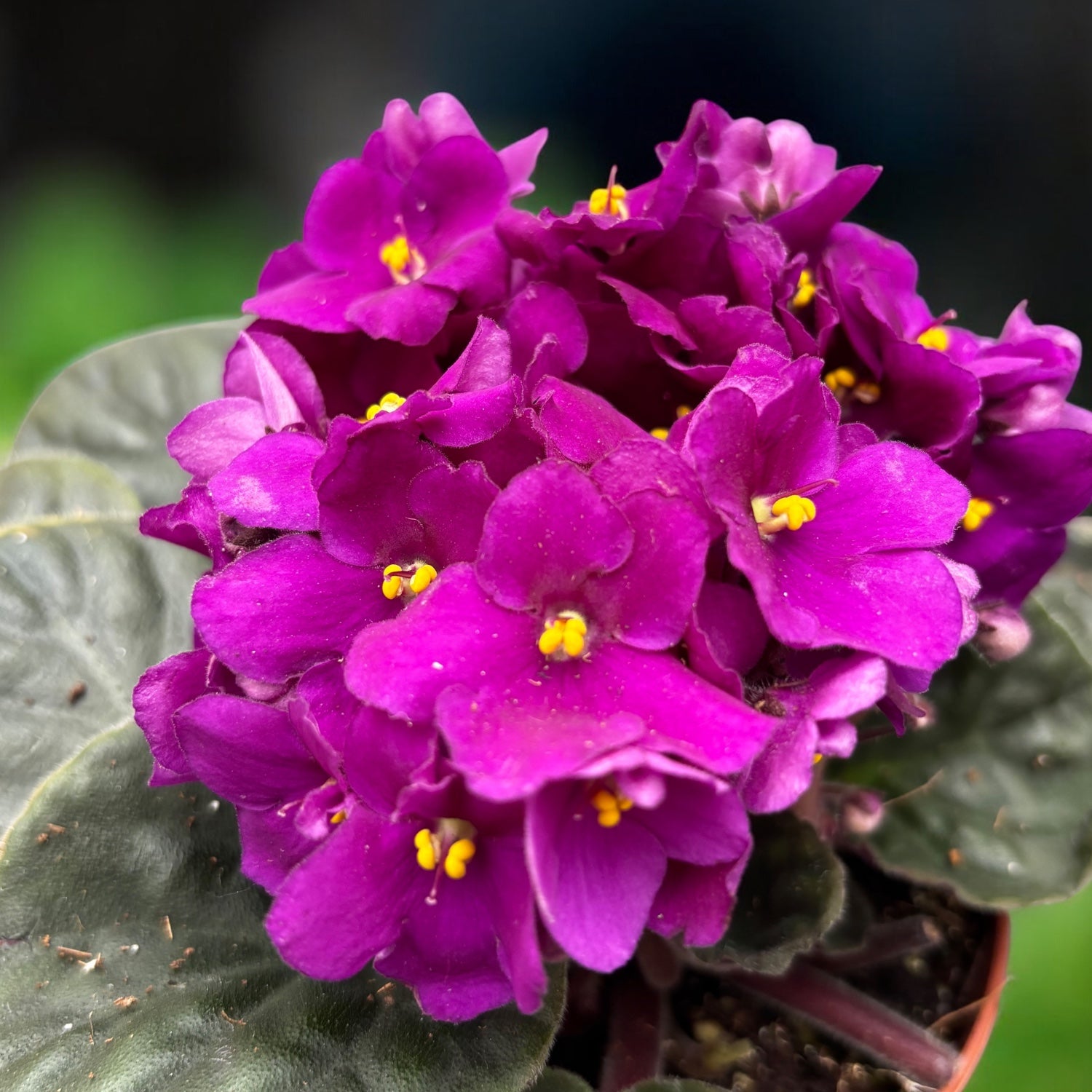 Saintpaulia Voila Red - violete africane
