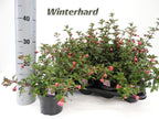 Fuchsia 'Heidi Ann' - cercelusi de gradina cu flori duble roz si lila-pal