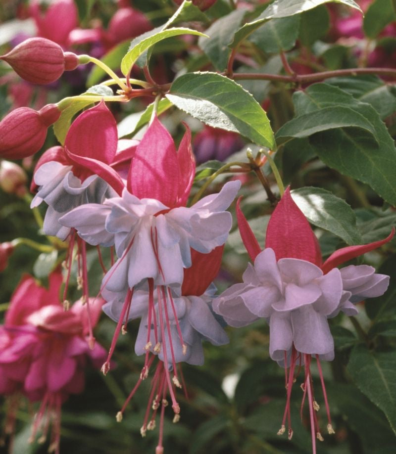 Fuchsia 'Heidi Ann' - cercelusi de gradina cu flori duble roz si lila-pal