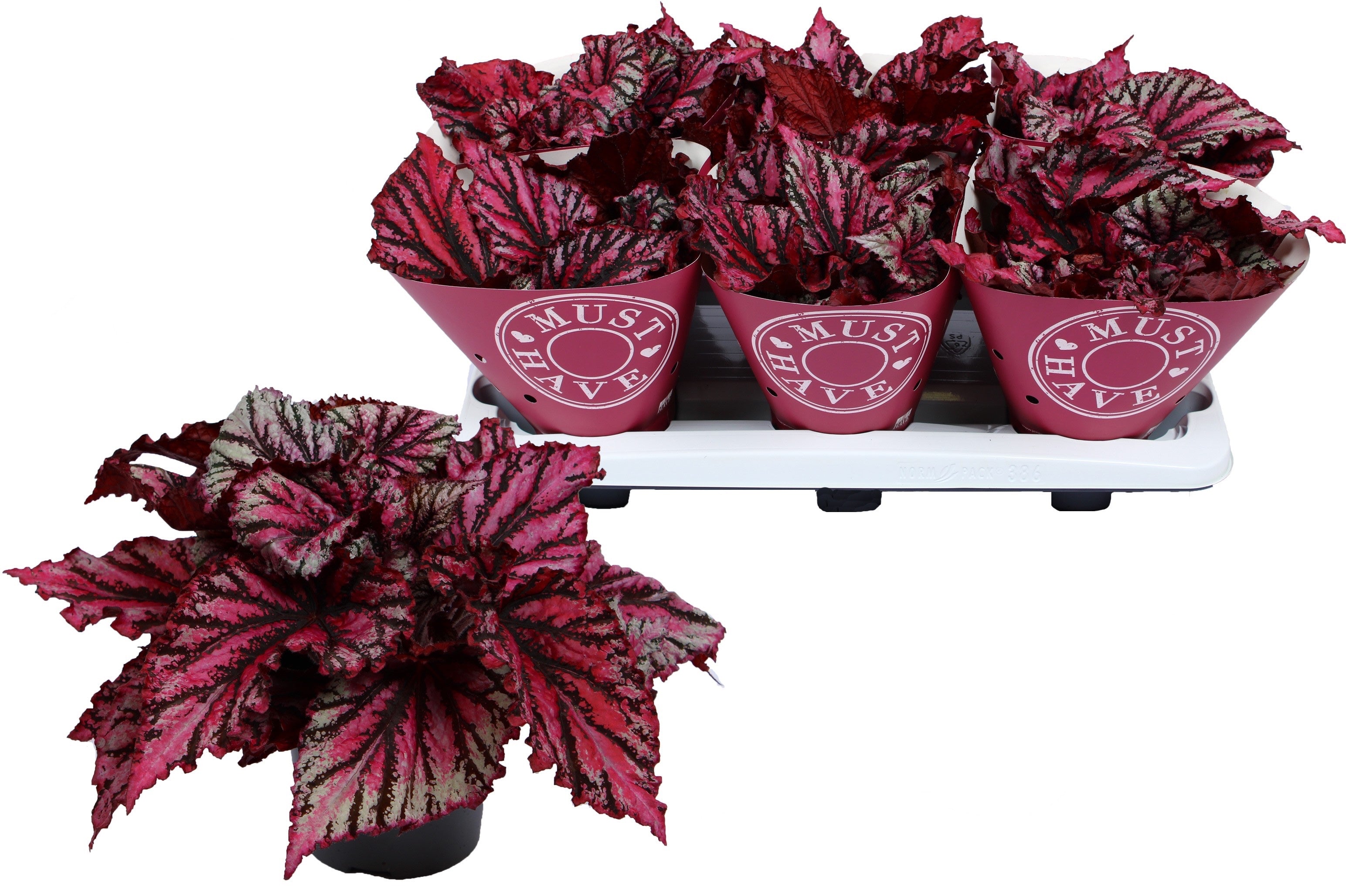 Begonia Magic Colours 'Lambada'