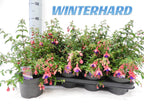 Fuchsia ‘Tom Thumb’ - cercelusi de gradina, cu flori roz-violet spectaculoase