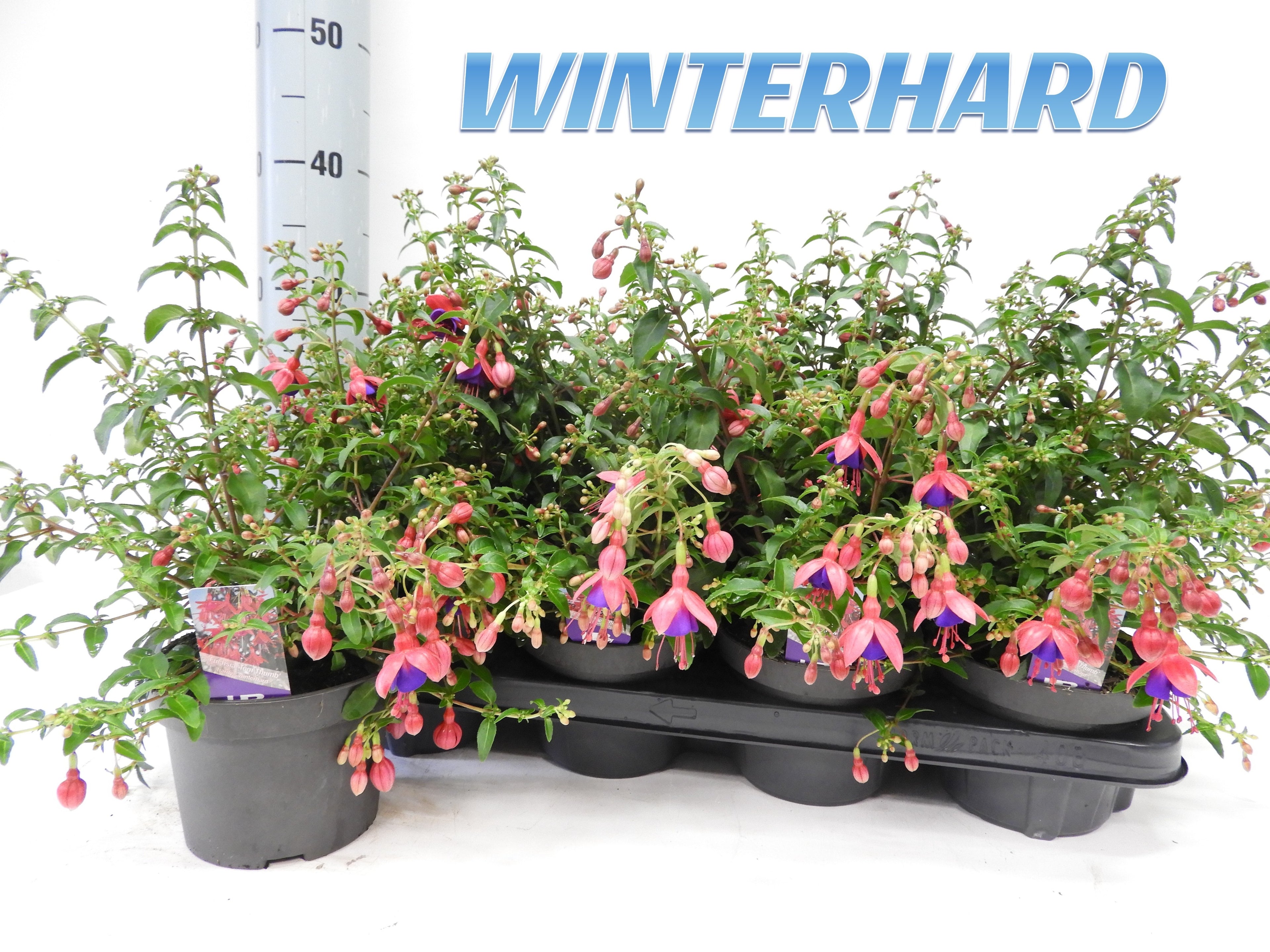 Fuchsia ‘Tom Thumb’ - cercelusi de gradina, cu flori roz-violet spectaculoase