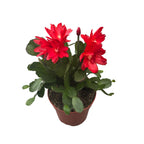 Rhipsalidopsis 'Red Fire' (piros húsvéti kaktusz) 2pp