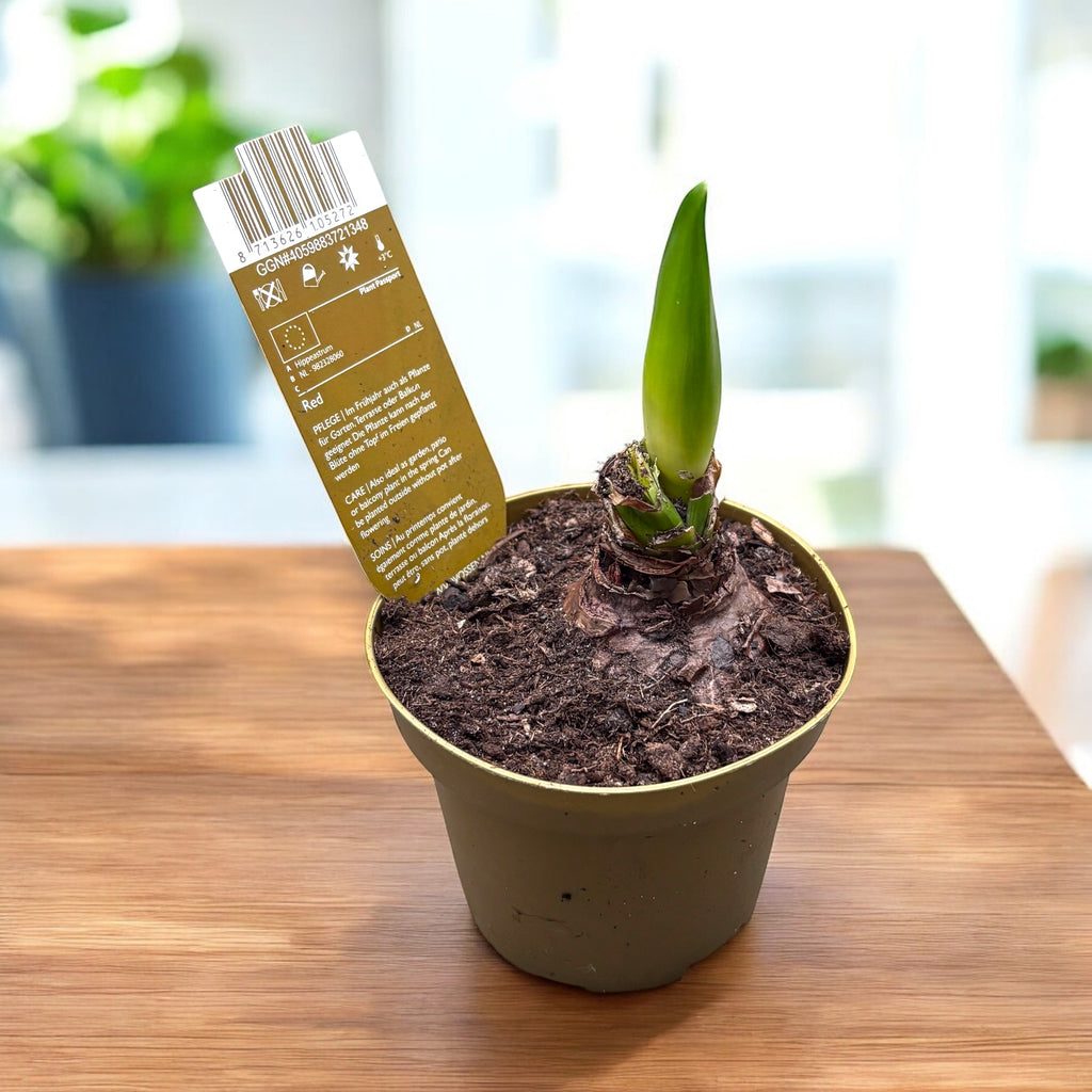 Hippeastrum ‘Sonatini Swazi’ – Amaryllis Compact