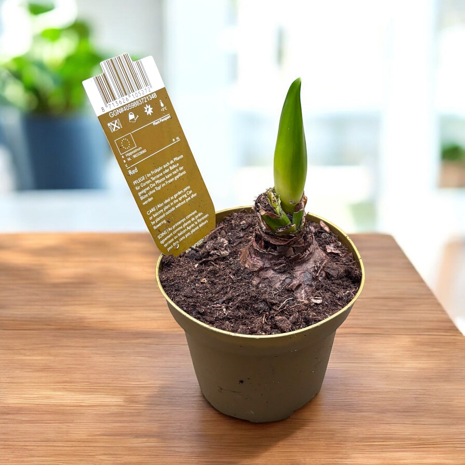 Amaryllis (Hippeastrum) ‘Santorini Pink’