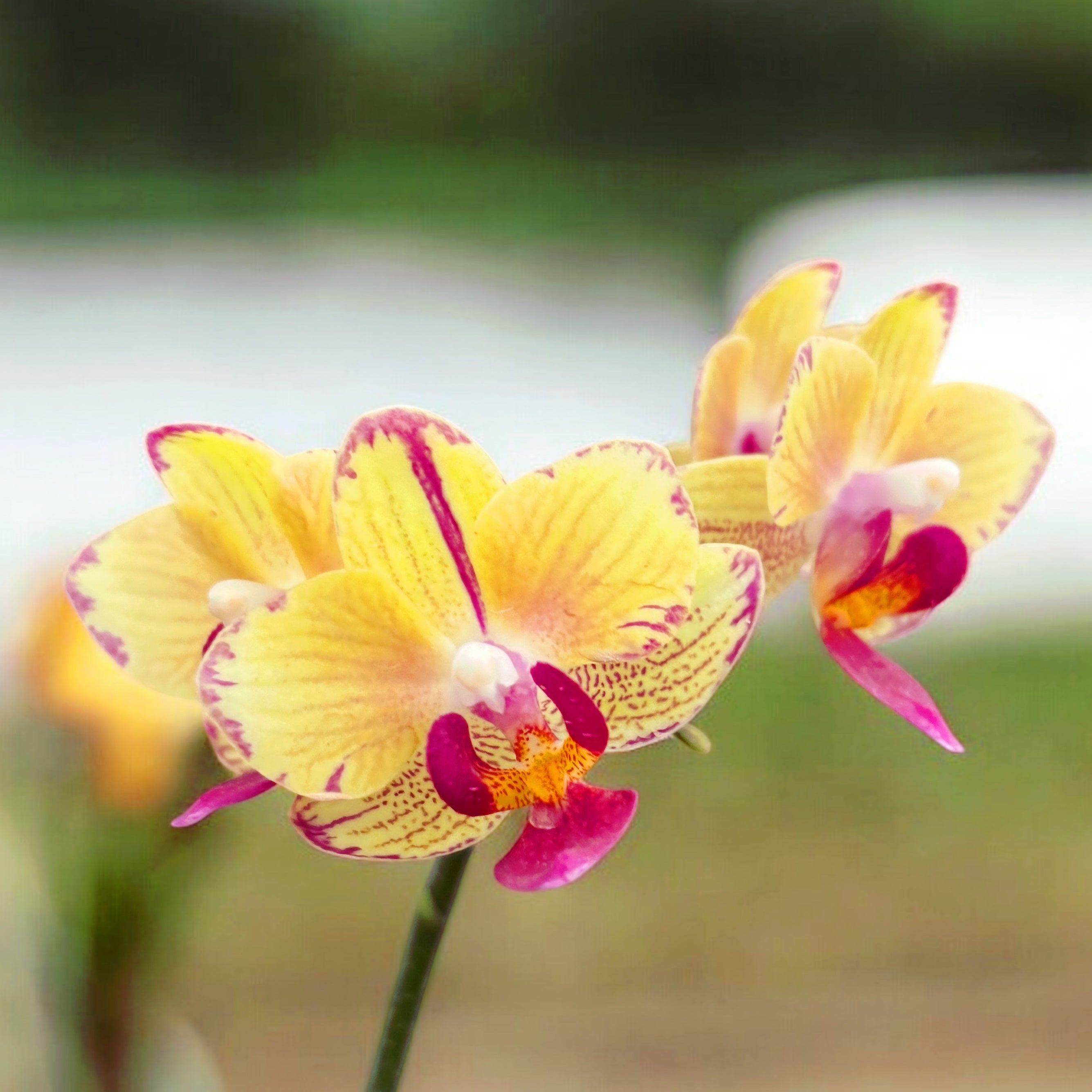 Phalaenopsis Chang Chih Gold × Lioulin Little Berry