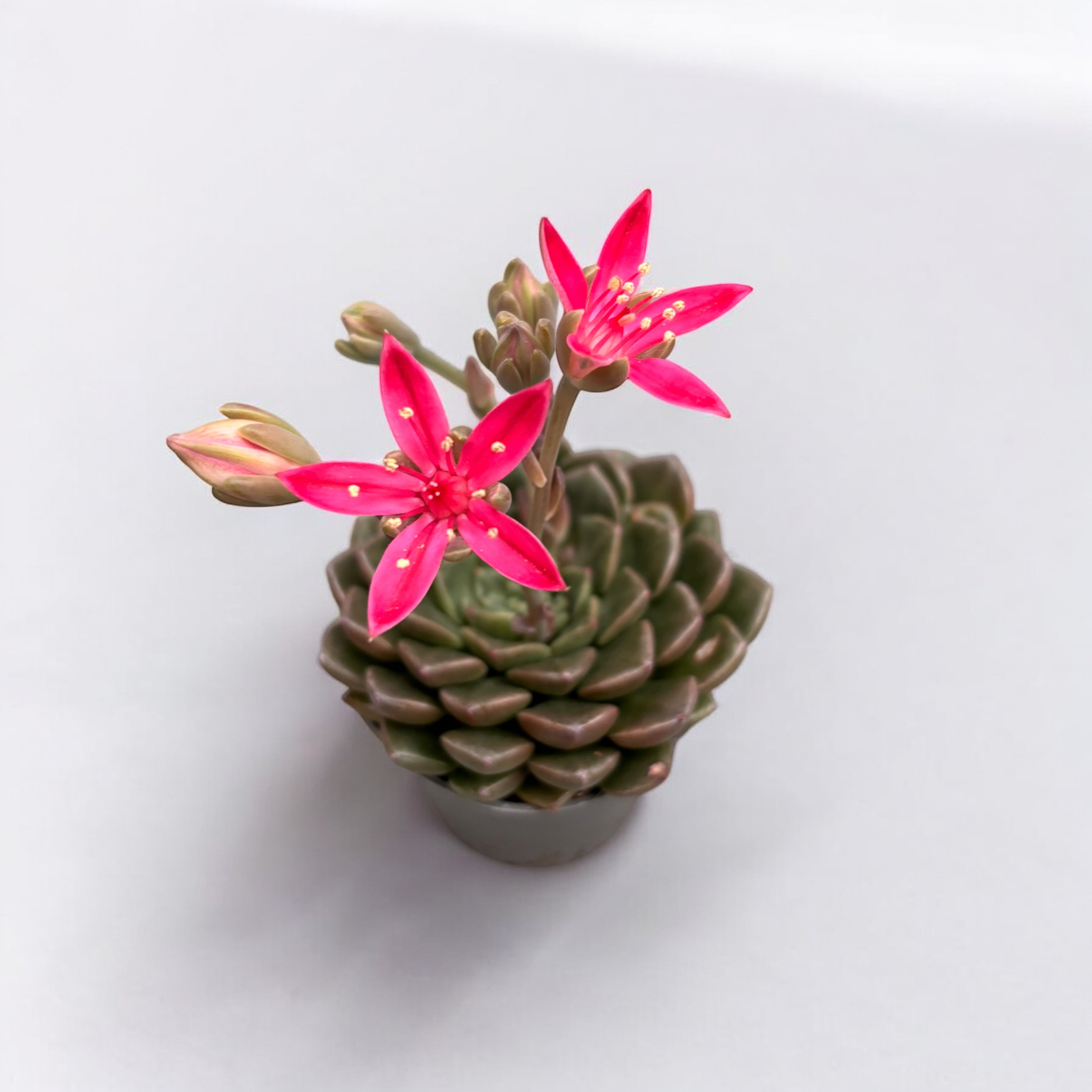 Tacito Bellus GRAPTOPETALUM Bellum | Riconoscere le Piante Tacito Bellus GRAPTOPETALUM Bellum | Riconoscere le Piante