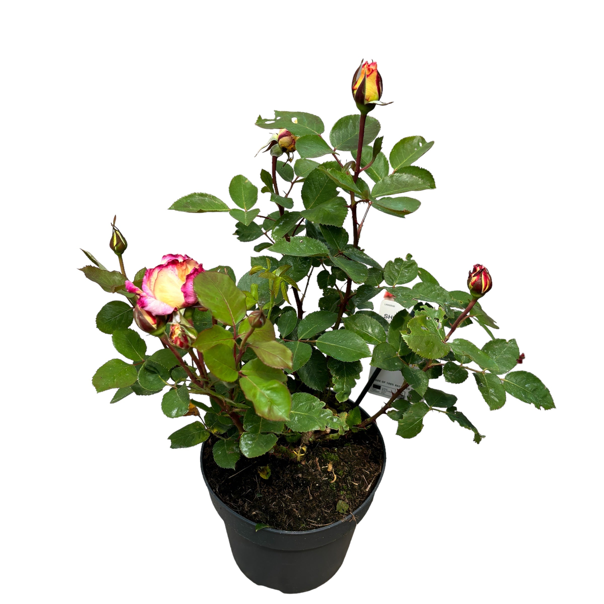 Rosa 'Gorgeous'® - teahibrid spectaculos, parfumat