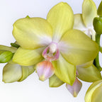 Phalaenopsis Yellow Miracle (Suzy) vonná