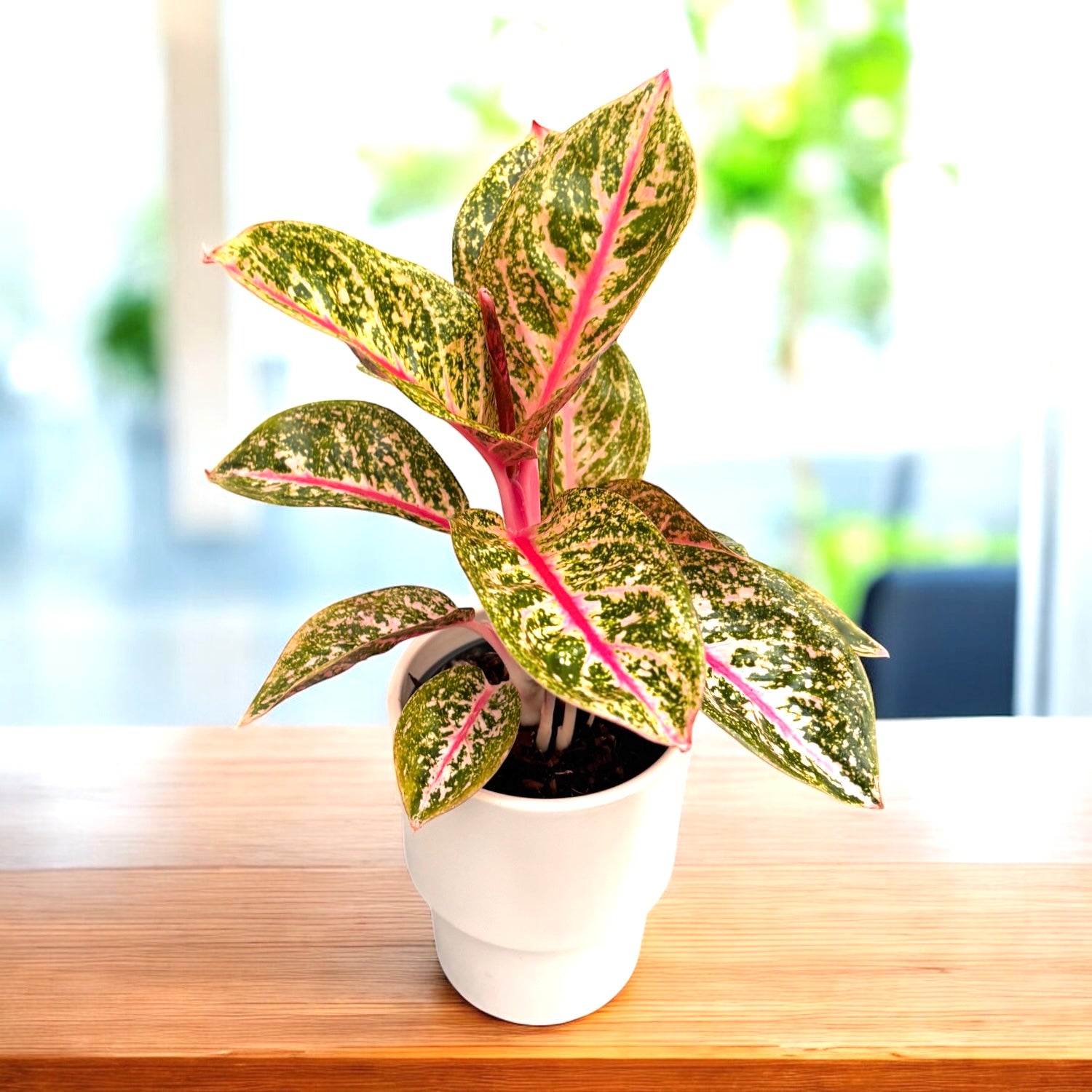 Aglaonema ‘Golden Power’ – frumusete tropicala cu frunzis auriu si nervuri roz intense