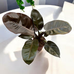 Philodendron Black Cardinal
