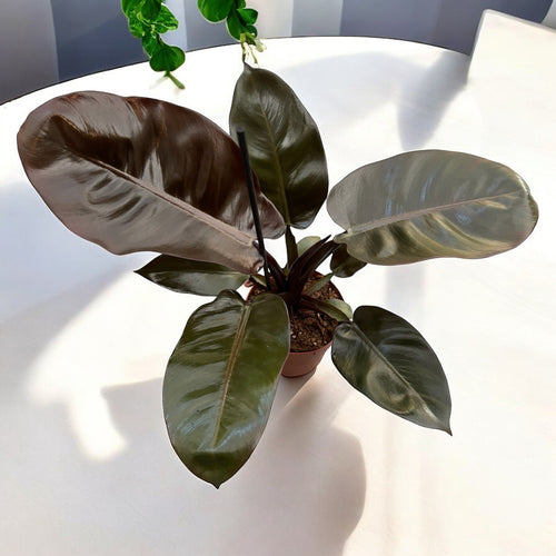 Philodendron Black Cardinal  Secret Garden Plant Shop