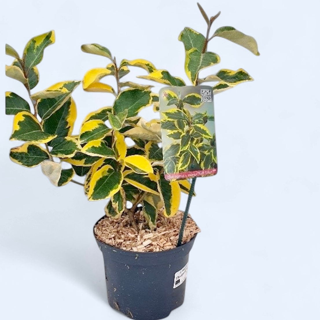 Elaeagnus ebbingei ‘Gilt Edge’ – arbust decorativ cu frunze galben-verde, rezistent la ger