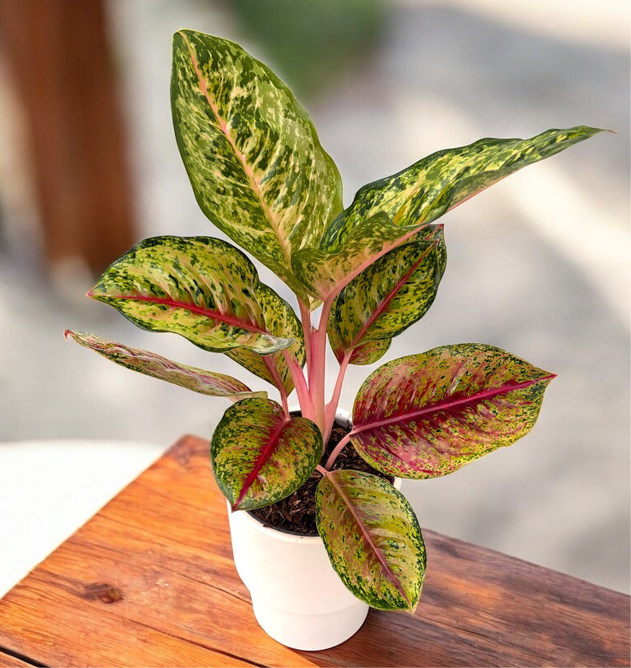 Aglaonema ‘Carnival Queen’ - explozie tropicala de culoare