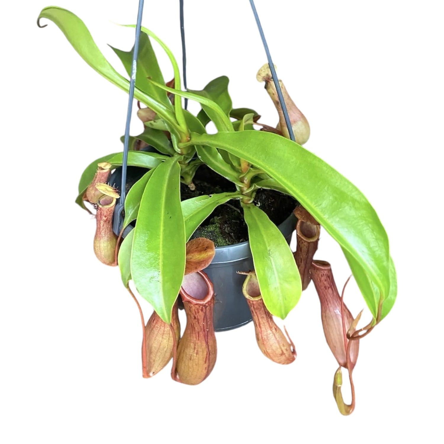 Nepenthes Alata - O planta carnivora spectaculoasa!