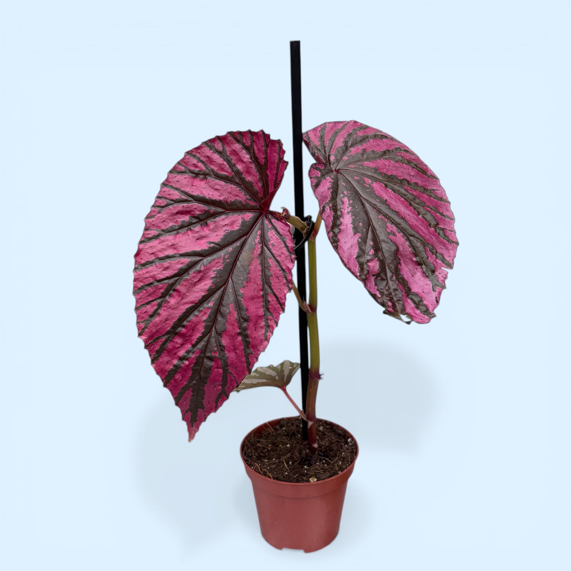 Begonia Brevirimosa - frunzis metalic, planta de colectie – Secret
