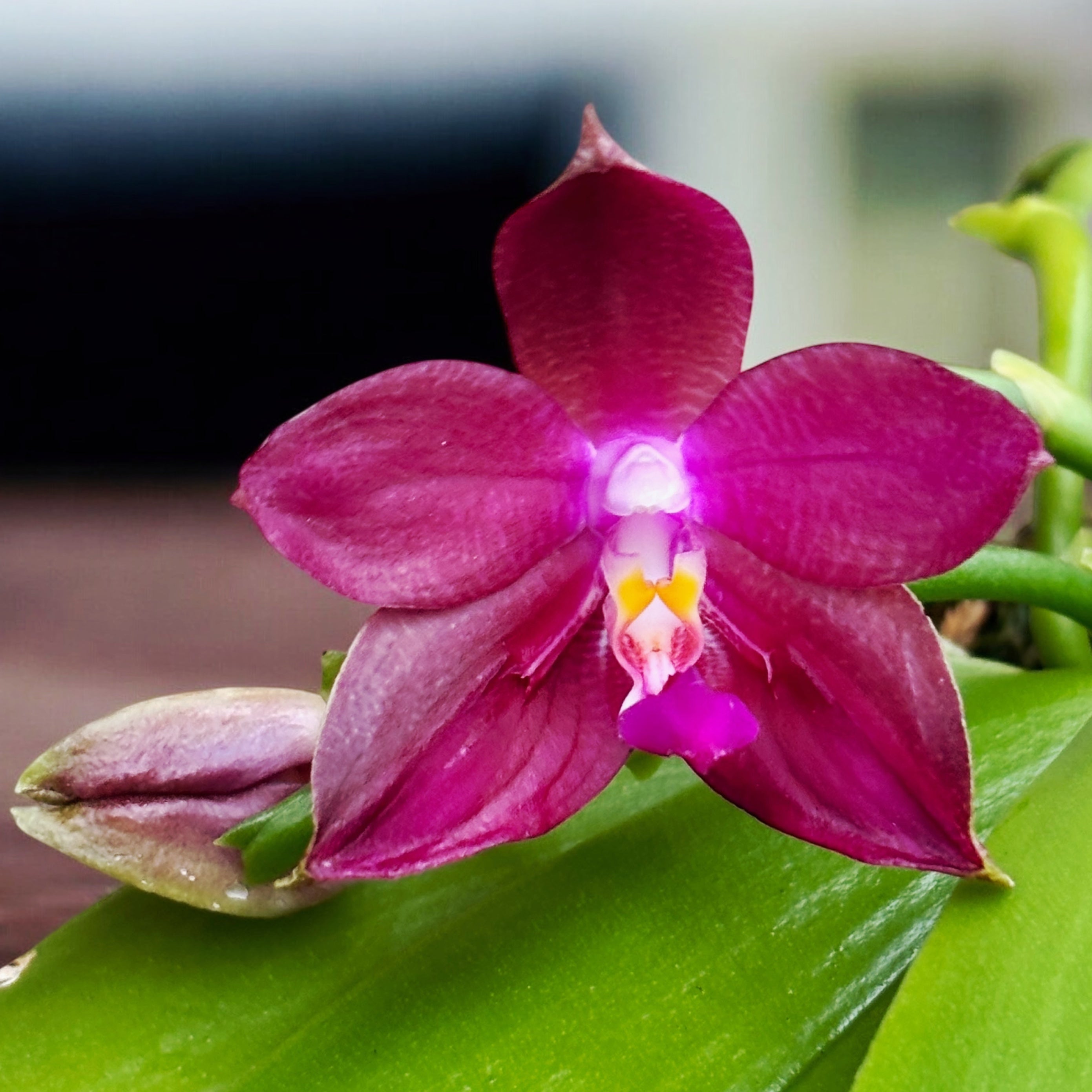 Phalaenopsis LD's Bear King - intensely fragrant flowers (citrus)