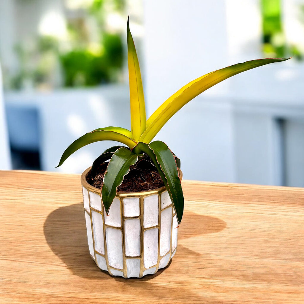 Sansevieria ‘Star Canary’