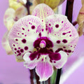 Phalaenopsis s velkým skvrnitým pyskem