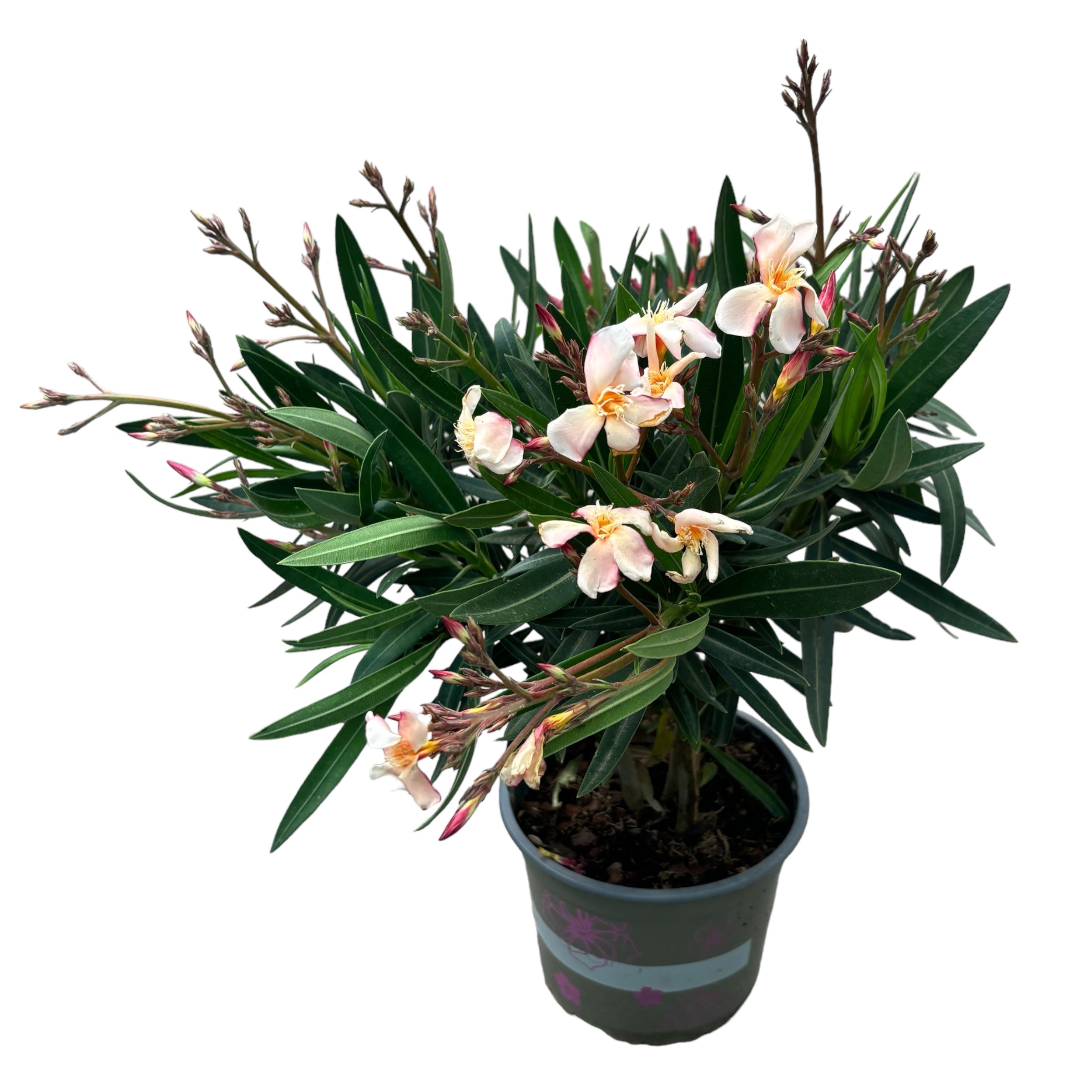 Leandru somon - Nerium Olander D17